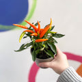 Ornamental Chilli - Capsicum annuum - British Grown - Sprouts of Bristol