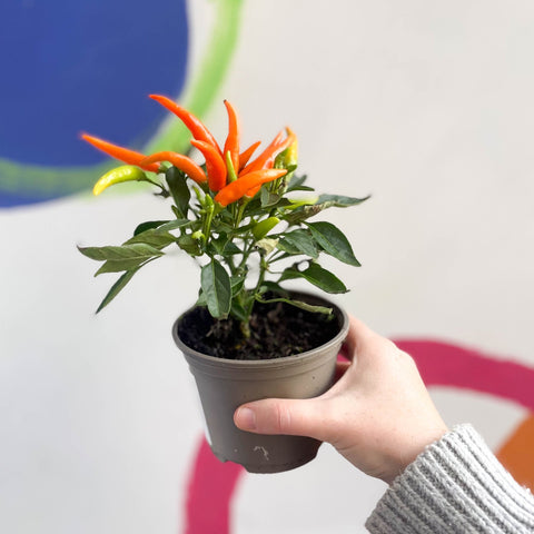 Ornamental Chilli - Capsicum annuum - British Grown - Sprouts of Bristol