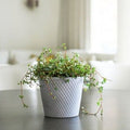 Orsa Pot - Sprouts of Bristol