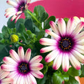 Osteospermum 'Flower Power Special' - Sprouts of Bristol