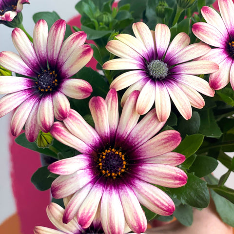 Osteospermum 'Flower Power Special' - Sprouts of Bristol