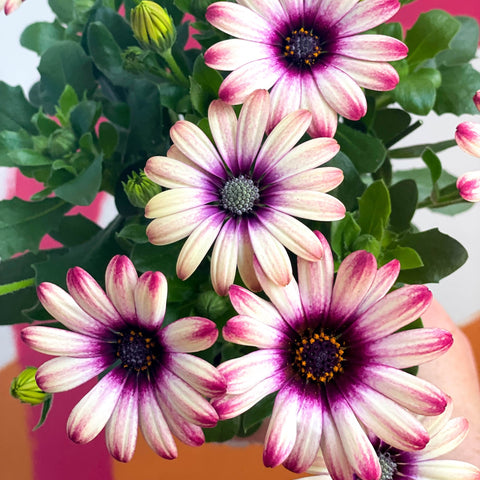 Osteospermum 'Flower Power Special' - Sprouts of Bristol