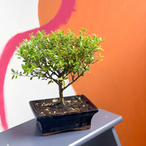 Outdoor Bonsai - Ilex - Sprouts of Bristol