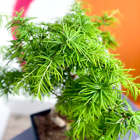 Outdoor Bonsai - Pseudolarix - Sprouts of Bristol