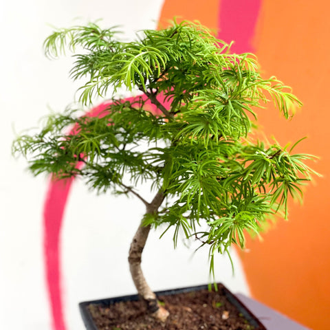 Outdoor Bonsai - Pseudolarix - Sprouts of Bristol
