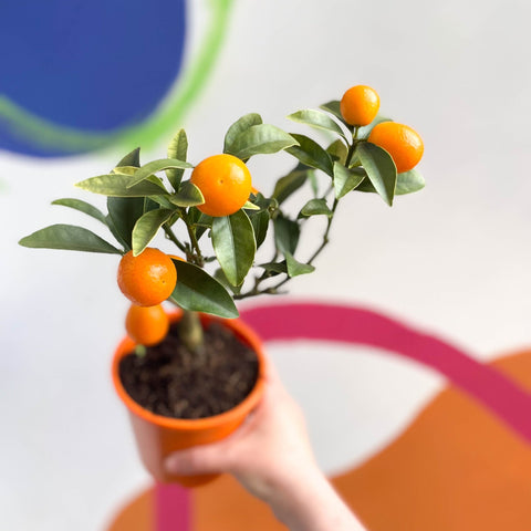 Oval Kumquat - Fortunella margarita - Evergreen Citrus - Sprouts of Bristol