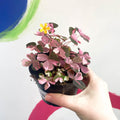 Oxalis spiralis vulcanicola 'Plum Crazy' - Sprouts of Bristol