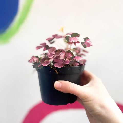 Oxalis spiralis vulcanicola 'Plum Crazy' - Sprouts of Bristol
