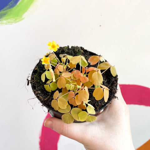 Oxalis spiralis vulcanicola 'Sunset Velvet' - Sprouts of Bristol