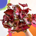 Painted Leaf - Begonia rex - Sprouts of Bristol