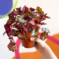 Painted Leaf - Begonia rex - Sprouts of Bristol