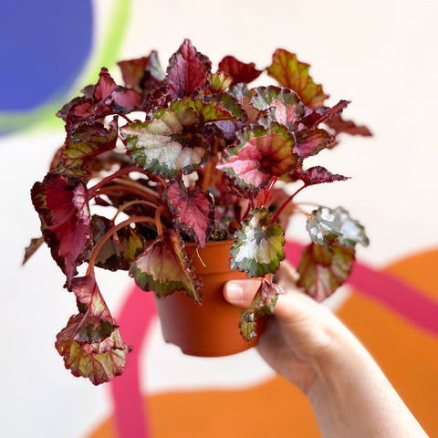 Painted Leaf - Begonia rex - Sprouts of Bristol