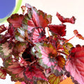 Painted Leaf - Begonia rex - Sprouts of Bristol
