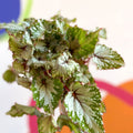 Painted Leaf - Begonia rex 'Asian Tundra' - Sprouts of Bristol