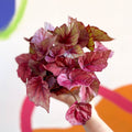 Painted Leaf - Begonia rex 'Inca Flame' - Sprouts of Bristol