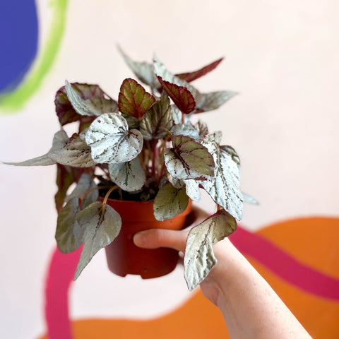 Painted Leaf - Begonia rex 'Silver Dollar' - Sprouts of Bristol
