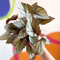 Painted Leaf - Begonia rex 'Silver Dollar' - Sprouts of Bristol