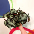 Painted Leaf - Begonia 'Sumatra Green' - Sprouts of Bristol