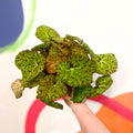Painted Leaf - Begonia 'Zumba' - Sprouts of Bristol