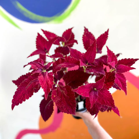 Painted Nettle - Coleus 'Angel of the North' - Welsh Grown - Sprouts of Bristol