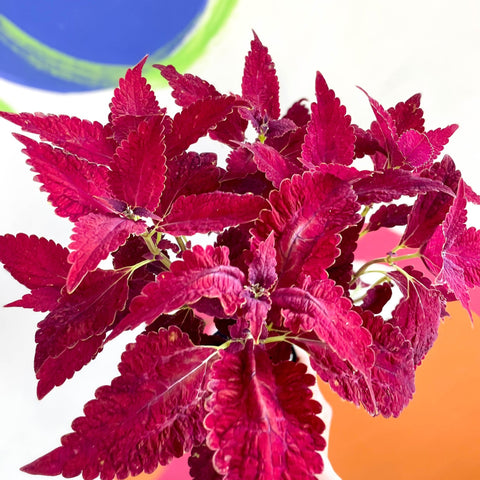 Painted Nettle - Coleus 'Angel of the North' - Welsh Grown - Sprouts of Bristol