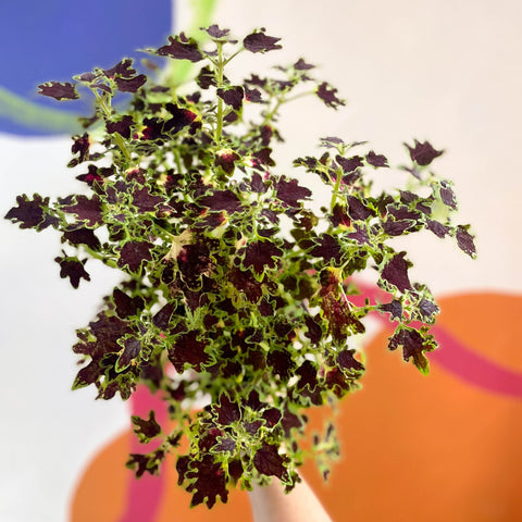 Painted Nettle - Coleus 'Burgundy Wedding Train' - Welsh Grown - Sprouts of Bristol