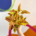 Painted Nettle - Coleus 'City of Sunderland' - Welsh Grown - Sprouts of Bristol