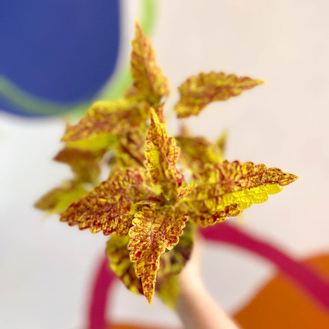 Painted Nettle - Coleus 'City of Sunderland' - Welsh Grown - Sprouts of Bristol