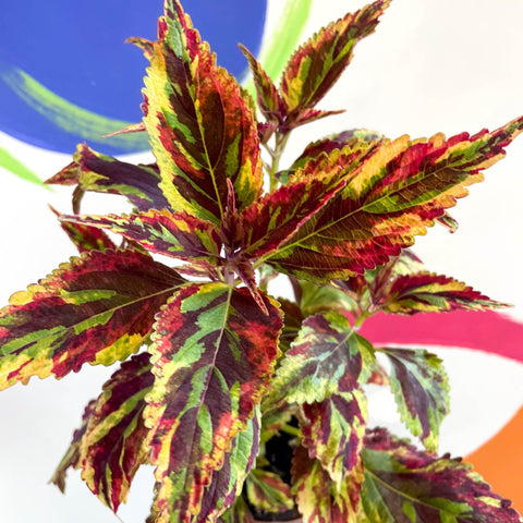 Painted Nettle - Coleus 'Combat' - Welsh Grown - Sprouts of Bristol