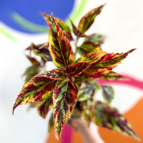 Painted Nettle - Coleus 'Combat' - Welsh Grown - Sprouts of Bristol