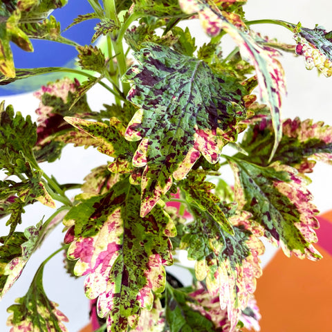 Painted Nettle - Coleus 'Paisley Shawl' - Welsh Grown - Sprouts of Bristol