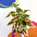 Painted Nettle - Coleus 'Paisley Shawl' - Welsh Grown - Sprouts of Bristol