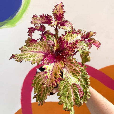 Painted Nettle - Coleus 'Peter's Wonder' - Welsh Grown - Sprouts of Bristol