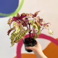 Painted Nettle - Coleus 'Peter's Wonder' - Welsh Grown - Sprouts of Bristol