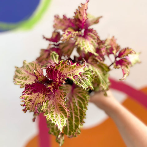 Painted Nettle - Coleus 'Peter's Wonder' - Welsh Grown - Sprouts of Bristol