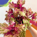 Painted Nettle - Coleus 'Peter's Wonder' - Welsh Grown - Sprouts of Bristol