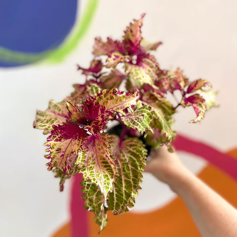 Painted Nettle - Coleus 'Peter's Wonder' - Welsh Grown - Sprouts of Bristol