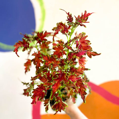 Painted Nettle - Coleus 'Planters Punch' - Welsh Grown - Sprouts of Bristol
