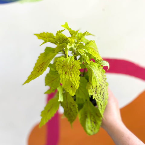 Painted Nettle - Coleus 'Roy Pedley' - Welsh Grown - Sprouts of Bristol