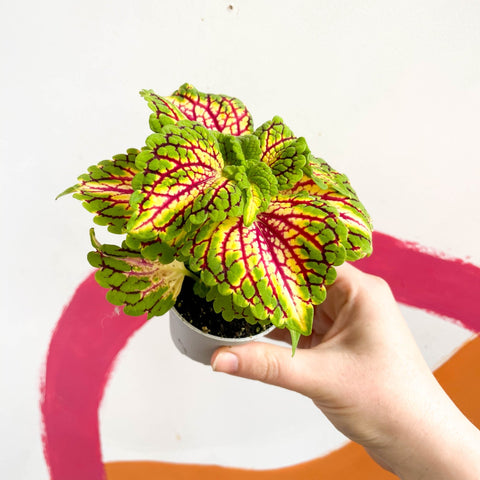 Painted Nettle - Coleus 'Spacecake' - Sprouts of Bristol