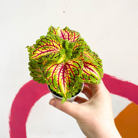 Painted Nettle - Coleus 'Spacecake' - Sprouts of Bristol