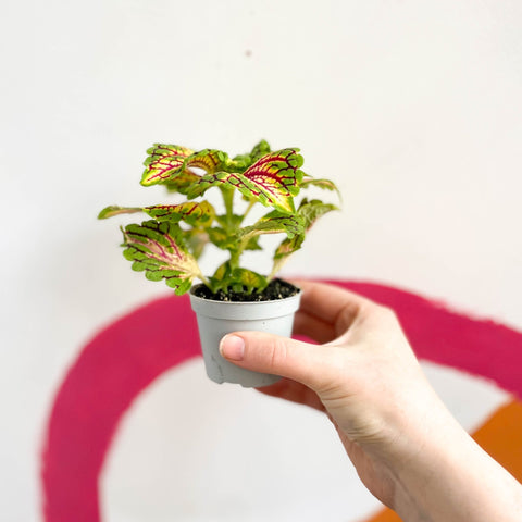 Painted Nettle - Coleus 'Spacecake' - Sprouts of Bristol