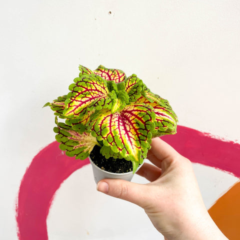 Painted Nettle - Coleus 'Spacecake' - Sprouts of Bristol
