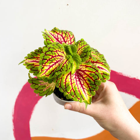 Painted Nettle - Coleus 'Spacecake' - Sprouts of Bristol