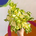 Painted Nettle - Coleus 'Timotei' - Welsh Grown - Sprouts of Bristol
