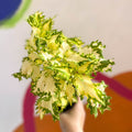 Painted Nettle - Coleus 'Timotei' - Welsh Grown - Sprouts of Bristol
