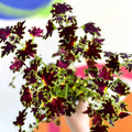 Painted Nettle - Coleus unnamed #1 - Welsh Grown - Sprouts of Bristol
