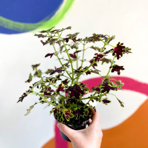 Painted Nettle - Coleus unnamed #1 - Welsh Grown - Sprouts of Bristol