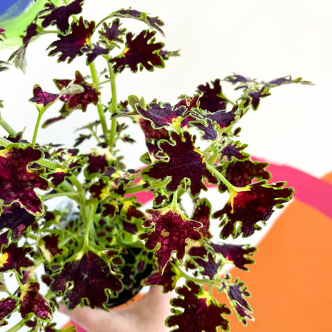 Painted Nettle - Coleus unnamed #1 - Welsh Grown - Sprouts of Bristol