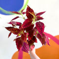 Painted Nettle - Coleus unnamed #10 - Welsh Grown - Sprouts of Bristol